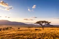 savana natura istock jpg