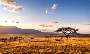 savana natura istock jpg