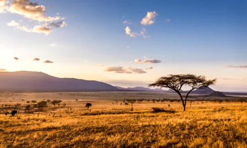 savana natura istock jpg