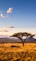 savana natura istock jpg