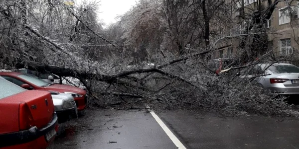 Polei B ucureşti - copac căzut / FOTO Mihaela Neagu / 26 ian 2019