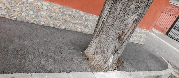 Angajații Ecosal au asfaltat copacii de pe două străzi din Galați FOTO Garda de Mediu Galați
