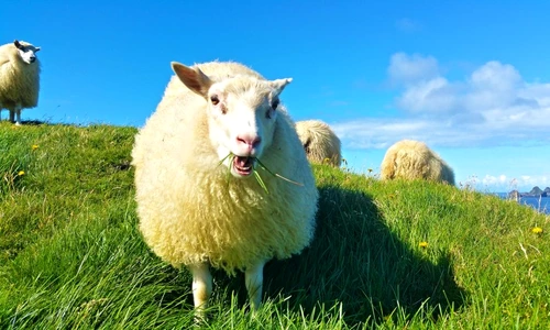 1 74216 original jpg jpeg