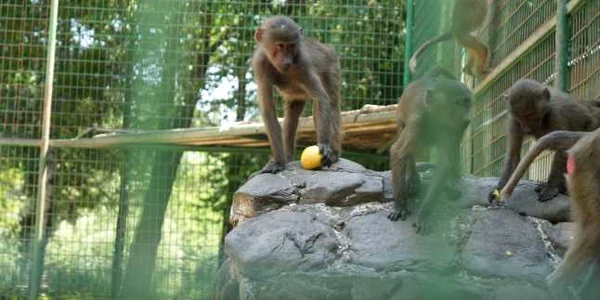 zoo ploiesti foto adevarul