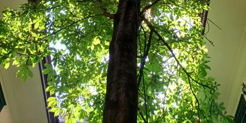 Copacul din curtea Casei Artelor FOTO Andrei Condoroş