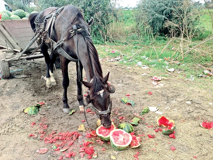 Agricultorii din Dăbuleni spun că li se strică pepenii deşi au scăzut mult preţulFoto: Sofia Prejbeanu
