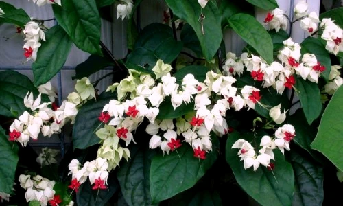 1 46369 original jpg jpeg