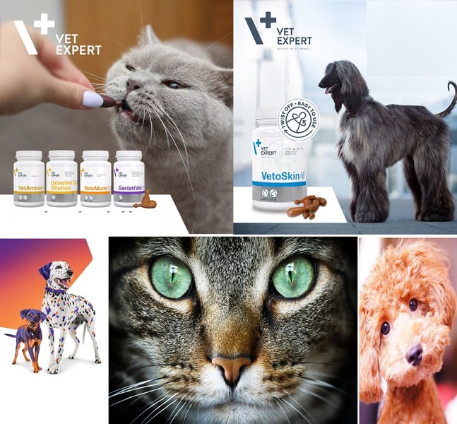 Promoții de iarnă PetMax: Suplimente veterinare esențiale pentru câini și pisici cu reduceri de până la 69%