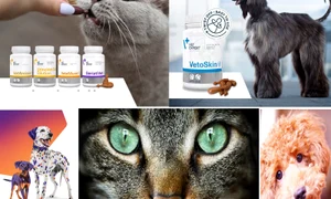 Promoții de iarnă pentru câini și pisici sănătoase Colaj jpg