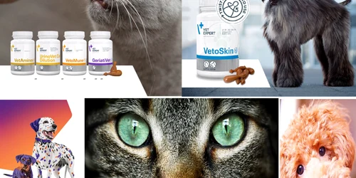 Promoții de iarnă pentru câini și pisici sănătoase Colaj jpg