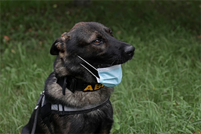 Degeaba acoperiţi gura dacă nu acoperiţi şi nasul