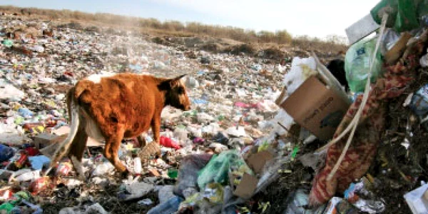 Statul nu dă bani pentru curăţarea Deltei