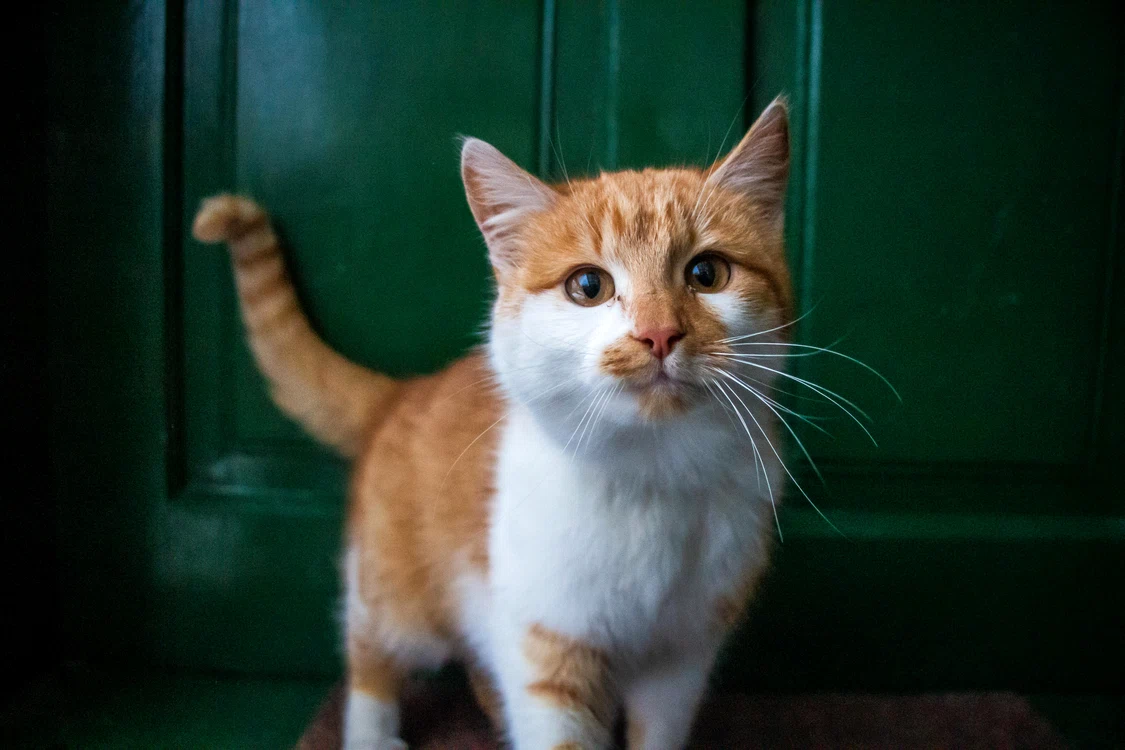 Câte animale ai voie să ții în apartament /foto: Pixabay