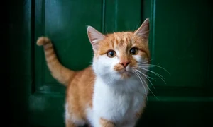 molnarszabolcserdely cat 6946505 jpg