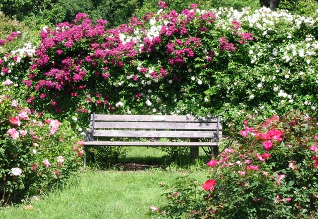 Cele mai frumoase flori căţărătoare: Trandafirul căţărător