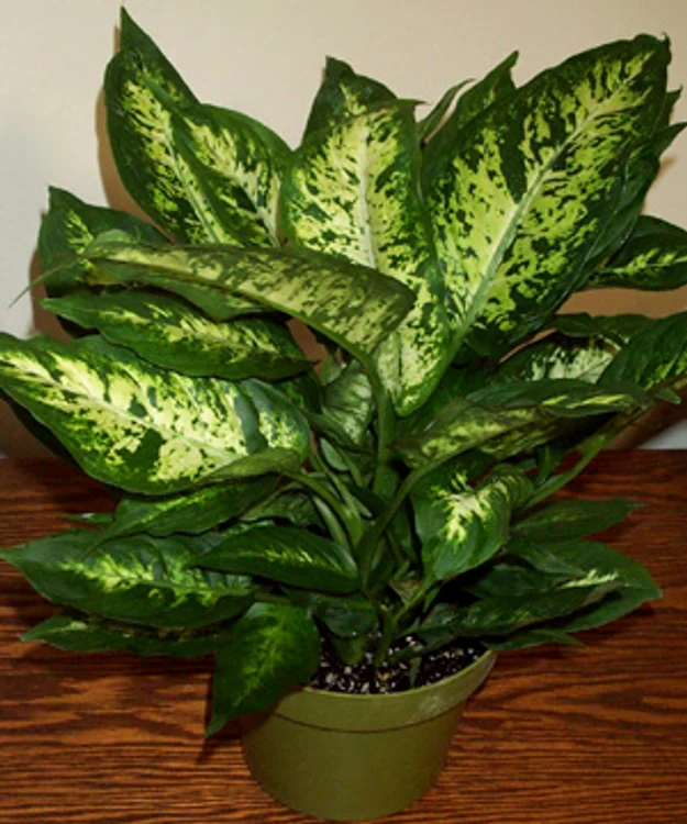 Plante de interior care aduc ghinion - Dieffenbachia este una dintre cele mai comune plante de interior