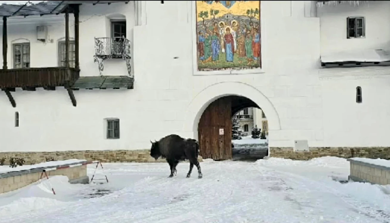 La intrarea în mănăstire FOTO Captură video Vasilică Harpa
