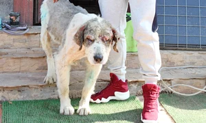 4 act 2 sunny 2col jpeg