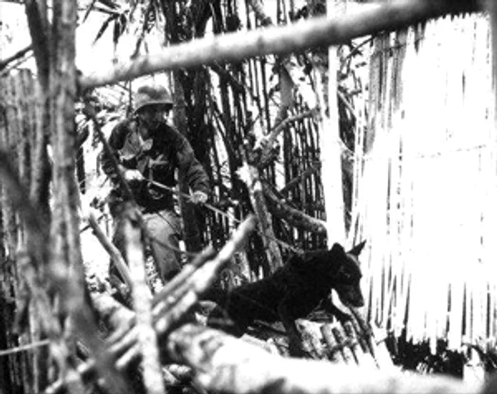 images history WW2 MWD Jungle jpeg jpeg