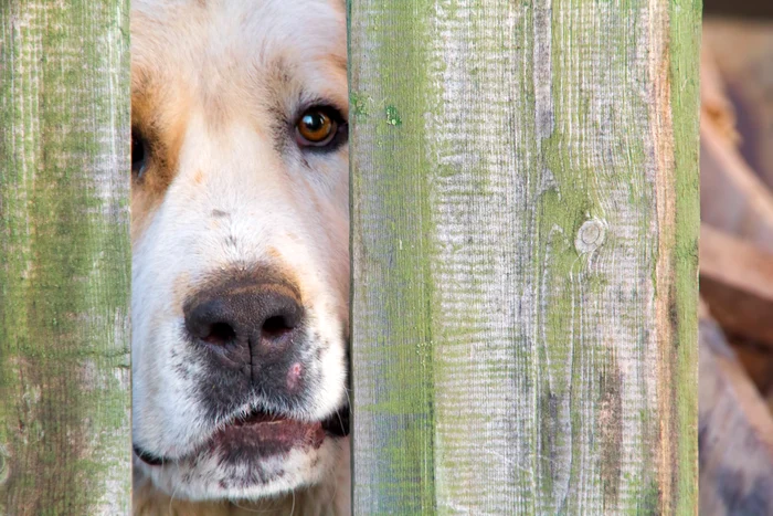 Proprietara unui câine s-a ales cu dosar penal după ce animalul ei a atacat-o pe vecină. Femeia a ajuns la spital