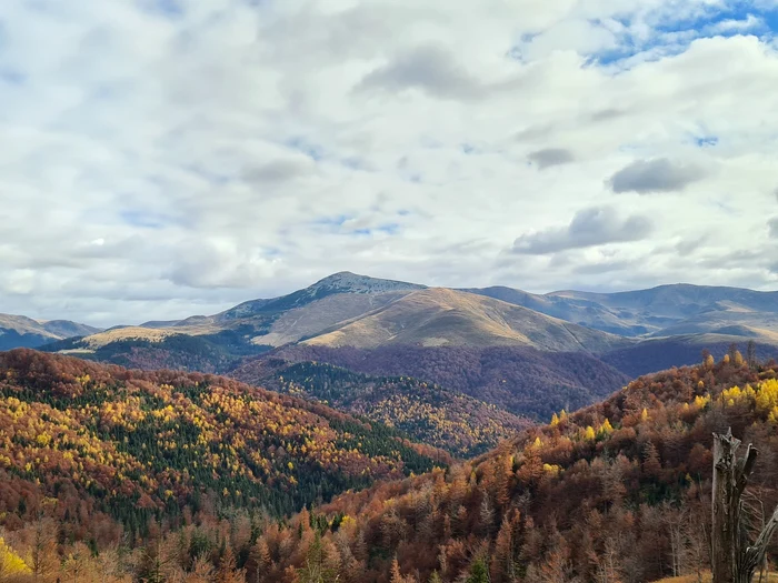 Pădurile din ocolul silvic Oțelul Roșu FOTO Romsilva