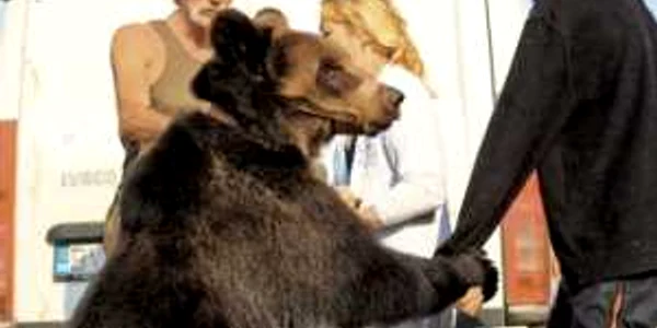 Crescătorie de urşi  în casa unui circar