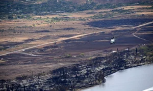 incendii maui principala jpg