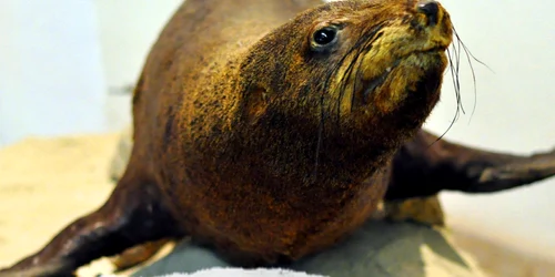 ursul de mare exponat muzeu galati