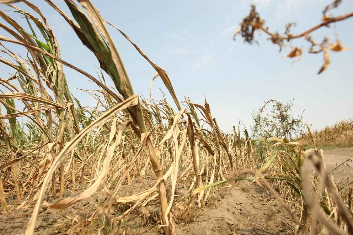 Lipsa irigaţiilor contribuie la compromiterea culturilor agricoleFoto: "Adevărul"