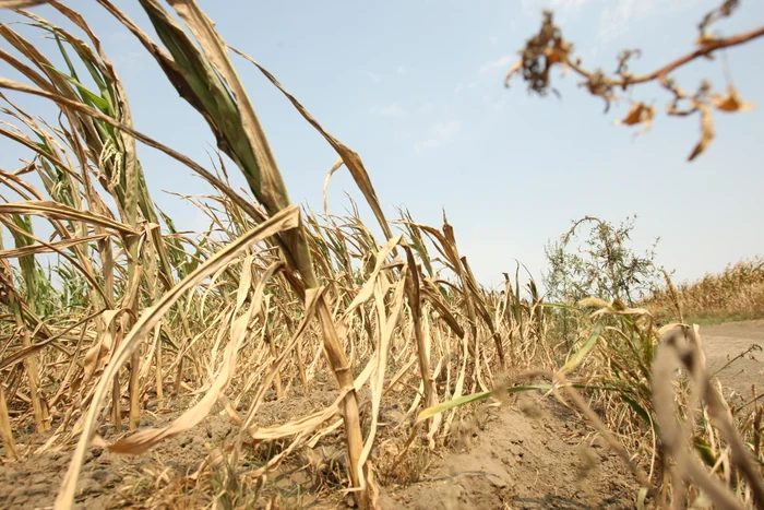 Lipsa irigaţiilor contribuie la compromiterea culturilor agricoleFoto: "Adevărul"