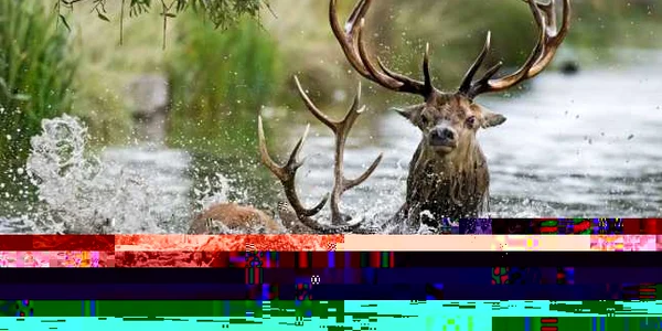 Doi cerbi prinşi în focul luptei pentru împerechere s-au luptat şi în apă nu doar pe uscat în Bushy Park Surrey Marea Britanie FOTO Mark Ollett/Photoland/Caters