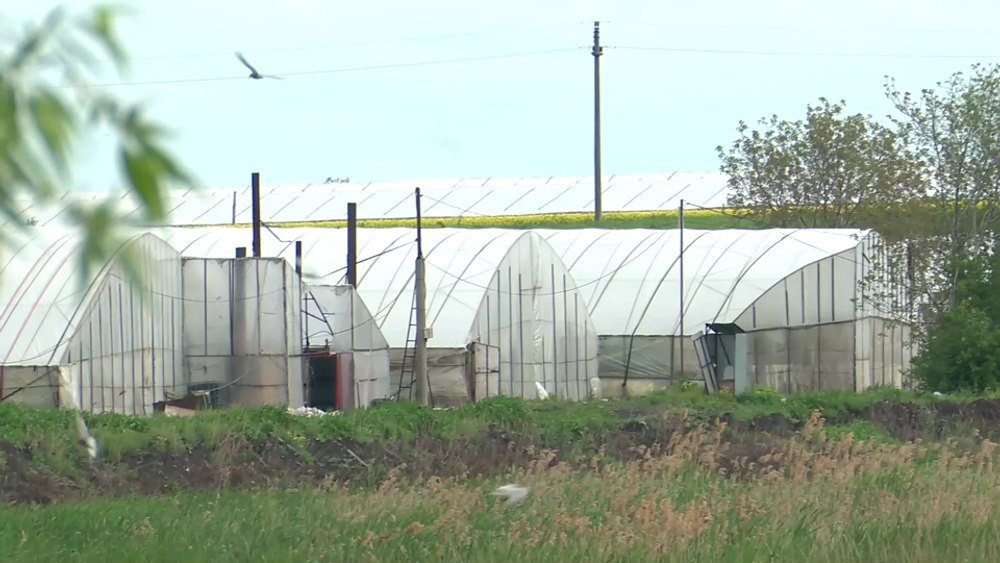 Fermier despre soluțiile care grăbesc coacerea legumelor „bio“: „Înroșesc tomatele, dar sunt otravă pentru consumatori“ VIDEO