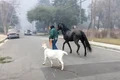 animale los angeles jpg