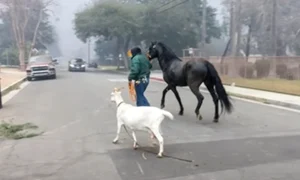 animale los angeles jpg