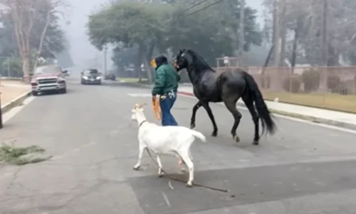 animale los angeles jpg
