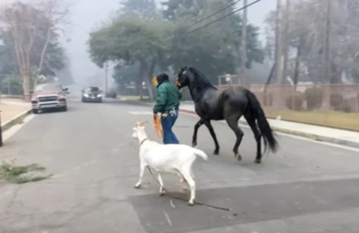 Sute de animale salvate din incendiul care a cuprins Los Angeles. Foto: captură video YouTube  