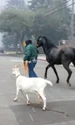 animale los angeles jpg