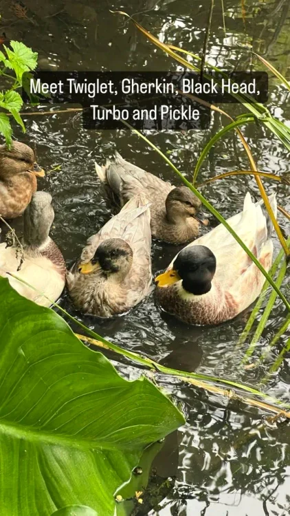 carrie johnson duck names jpg