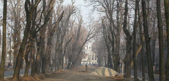 Protest pentru arborii din Parcul Central. FOTO: Arhivă