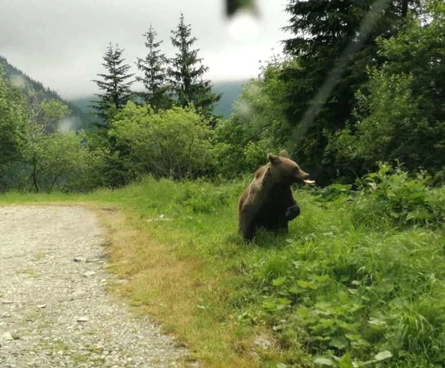
    Un bărbat din Breaza a fost atacat de ursFoto: arhivă Click!  