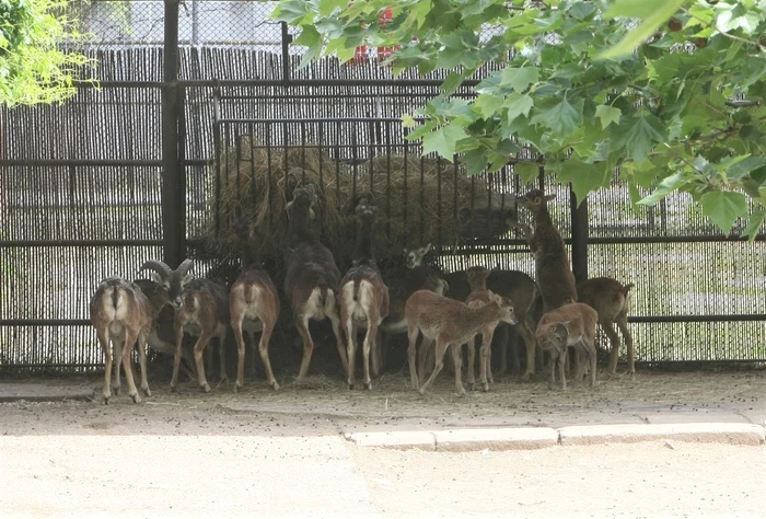 Familia de mufloni s-a mărit cu 5 puiuți