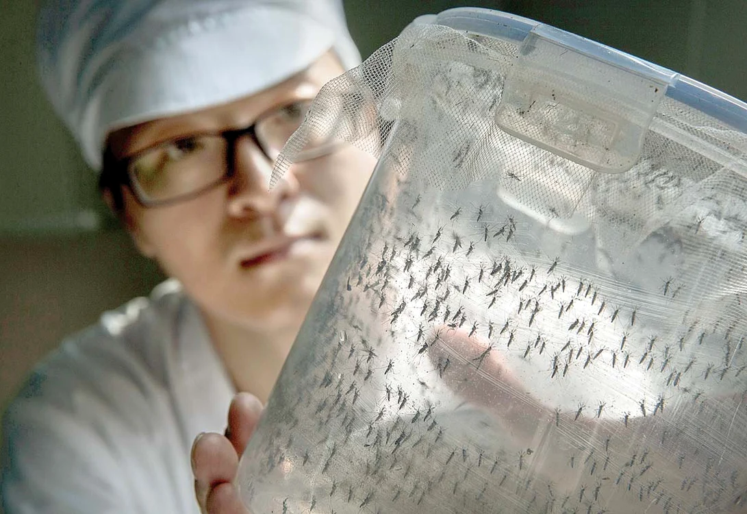 
    În prezent, oamenii de știință caută să creeze un vaccin pentru combaterea infecțiilor cu Zika  