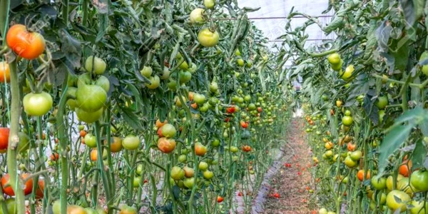 rosii-tomate-verzi-necoapte