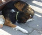 O raţă şi un câine cărora le place să petreacă după amiezile împreună  jpeg