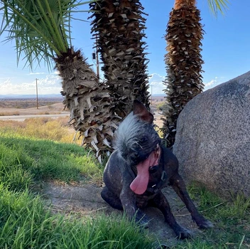 Mister Happy Face jpg