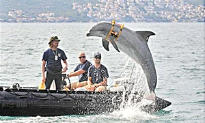 La baza militară din San Diego, SUA, au fost  antrenaţi de a lungul a două decenii peste  1 000 de delfini spioni jpeg