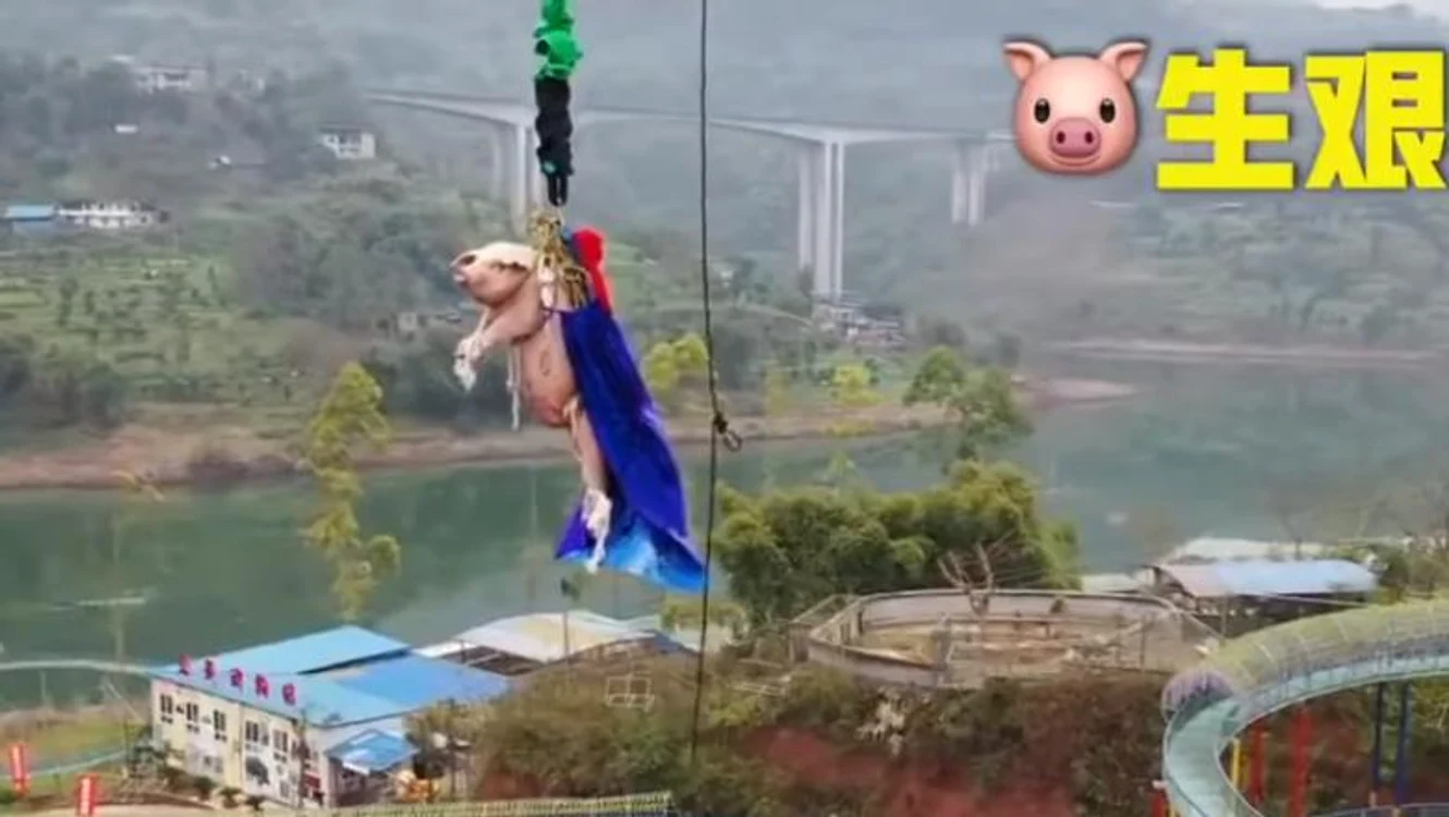 
    Un porc legat cu o coardă elastică a fost aruncat dintr-un turn de 68 de metriFoto: Digi24  
