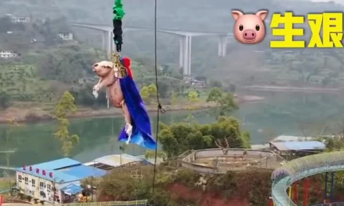 porc bungee jumping jpeg