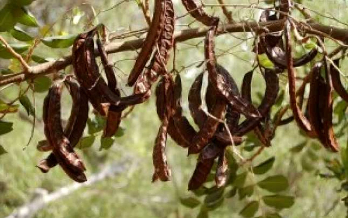 Roşcovele se pot consumă în stare proaspătă sau sub formă de pudră Foto: infuziedesanatate.rofoto: