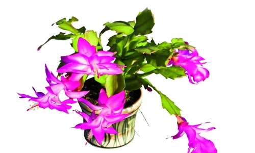 1 46873 original jpg jpeg